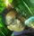 Aniket Prakash