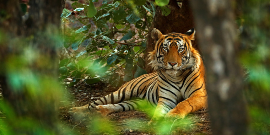Indian scientists identify family tree of tigers from shed hair