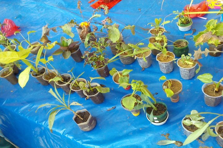 Kendriya Vidyalaya-Plantation