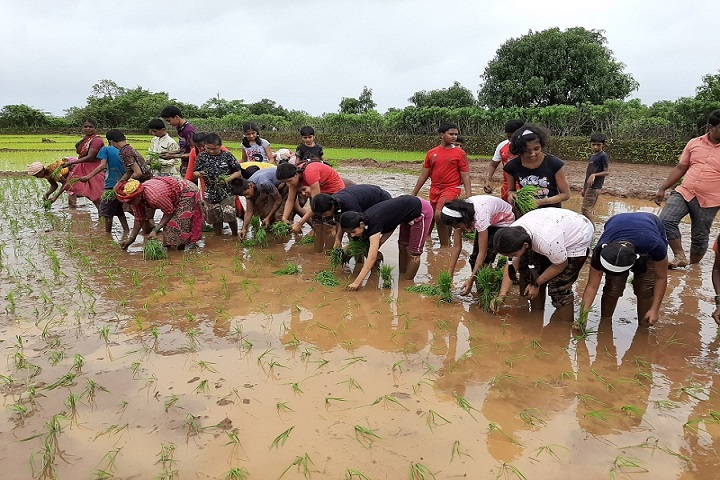 Navnirman High English Medium School-Rice plantations