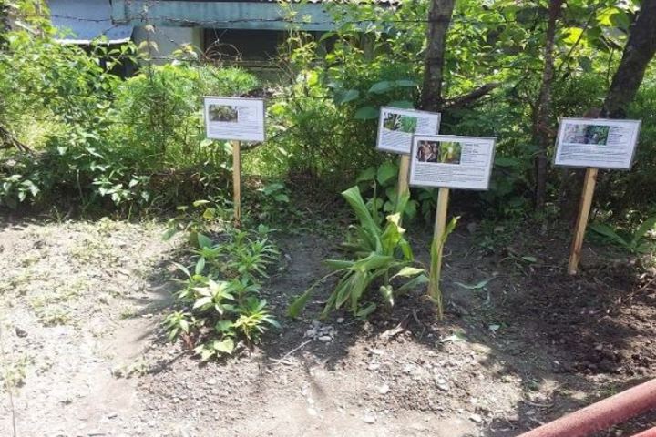 Kendriya VidyalayaHerbal Ground