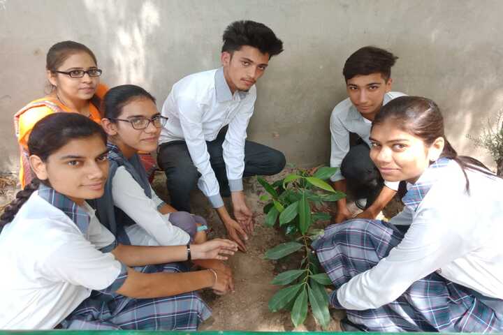 City Heart School-Tree Plant