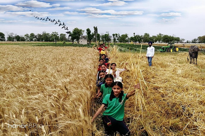 Golden Era Millennium School-Cultivation