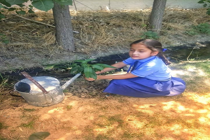 Howard Lane Senior School-Plantation