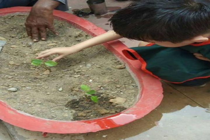 Manav Sehyog School-Tree Plant