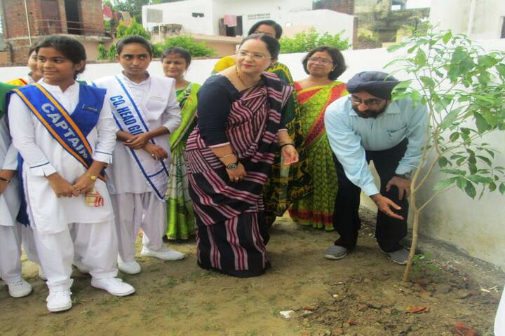 Avadh Collegiate-Tree Plant