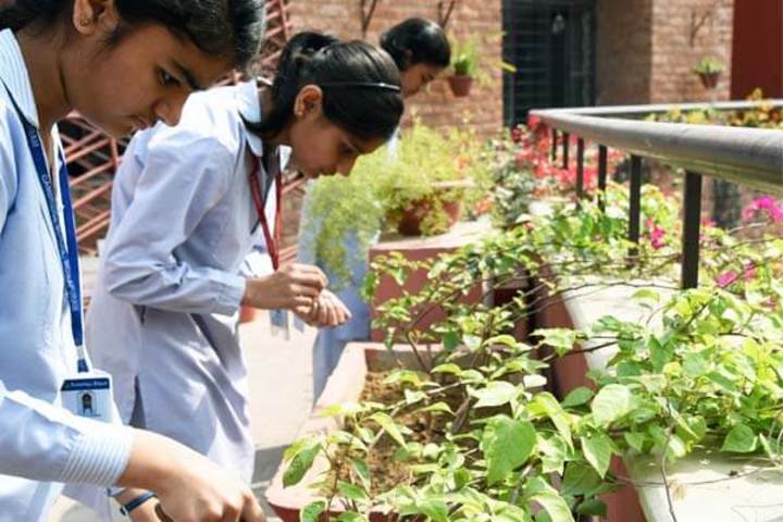 Cambridge School-Garden