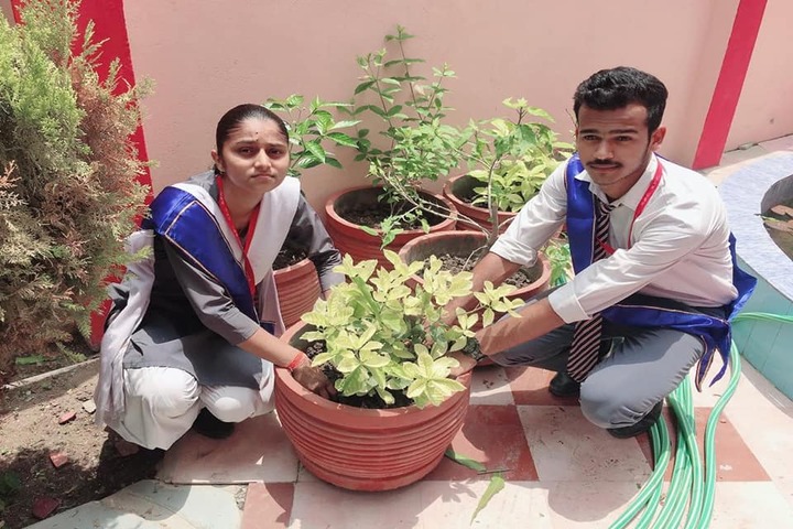 New Public College-Tree Plantation