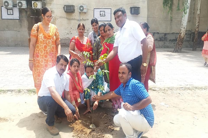 Government Model Senior Secondary School-Tree plantation