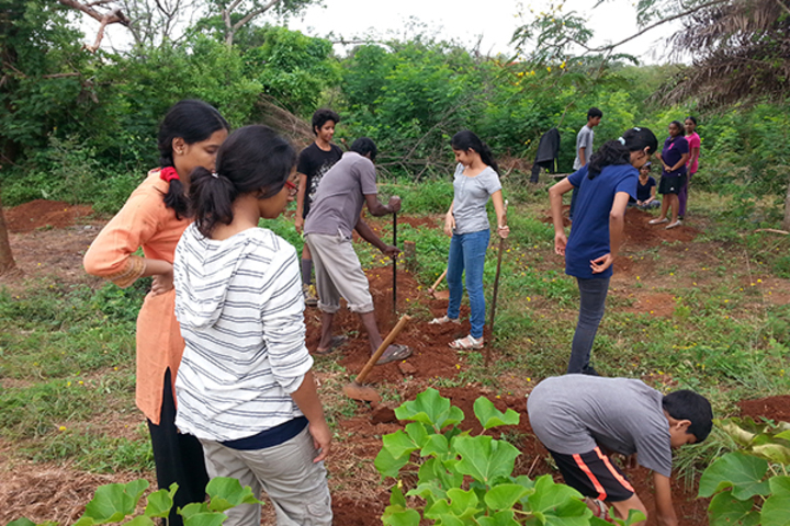 The Valley School-Tree Plantation