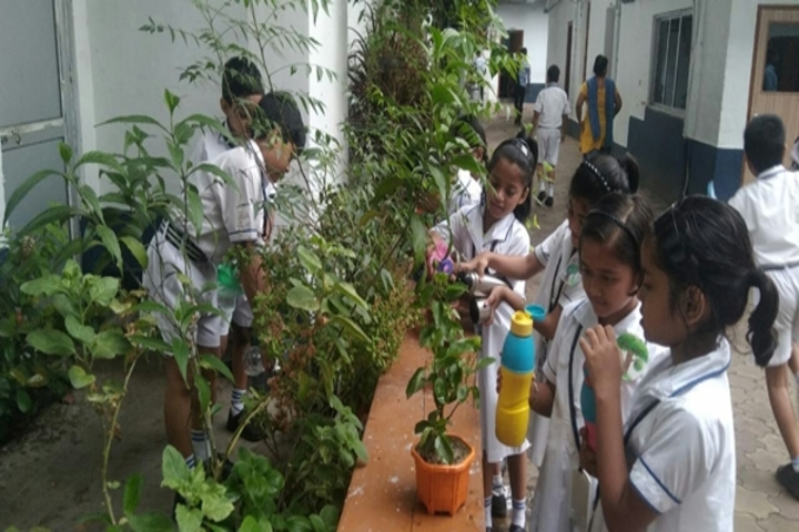 St Augustines Day School-Tree Plant