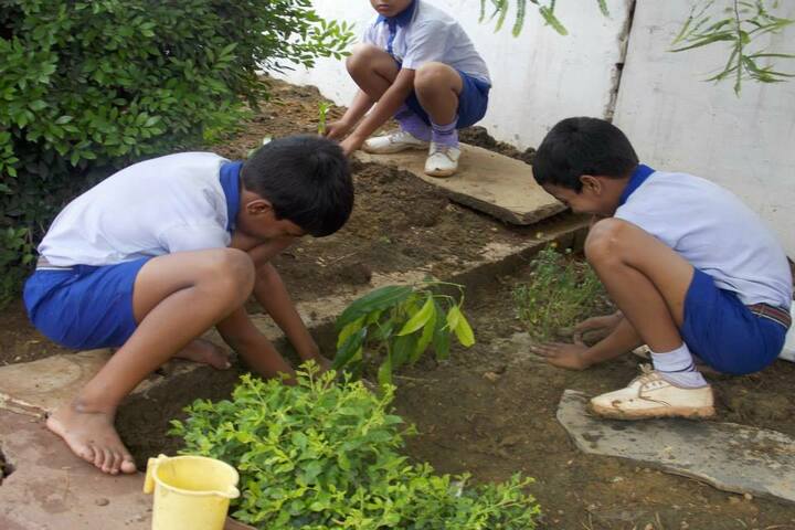 National Convent School-tree plantation