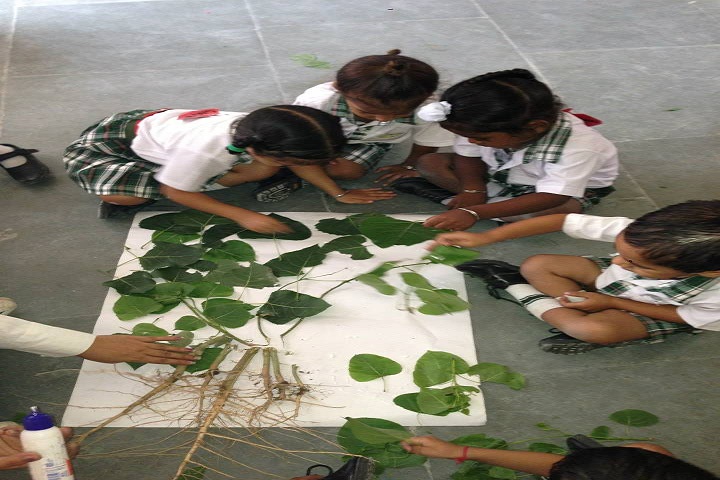 The Olive School - Activity