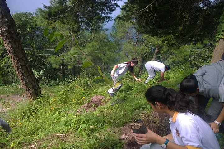 Lawrence School-Tree-Plantation