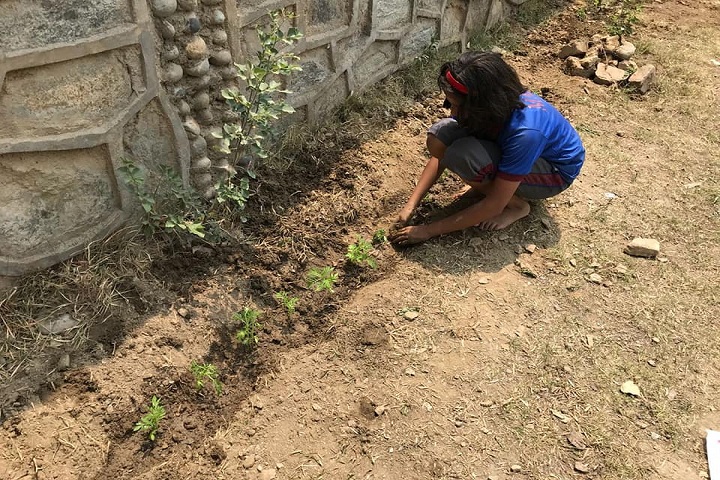 Maxx International School-Tree-Plantation