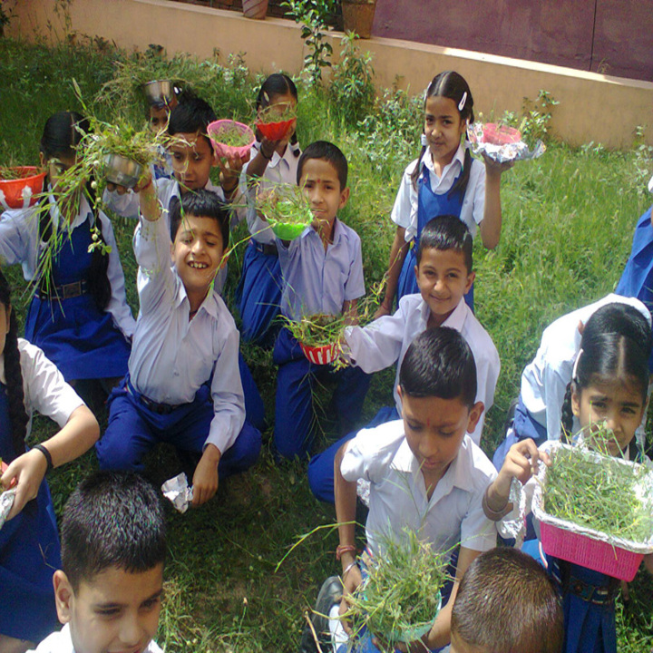 Brahmrishi Bawra Shanti Vidyapeeth School-plant day