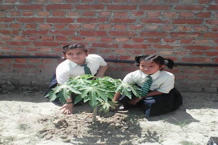 Indian Public School-Plantation