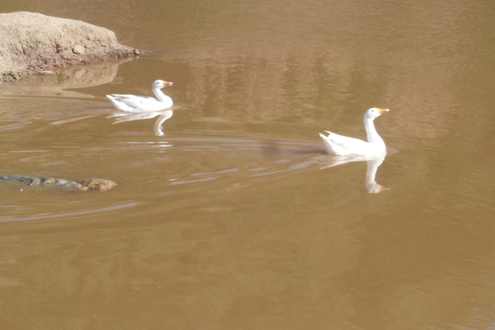 Sh Guru Gang Devji Model School-Lake