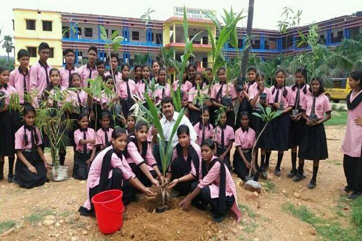 Buds Garden School-Tree Plant