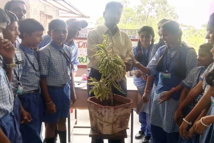 S J P N Trust School-Plantation