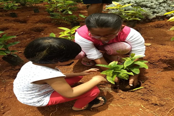 The Deens Academy-Tree Plantation