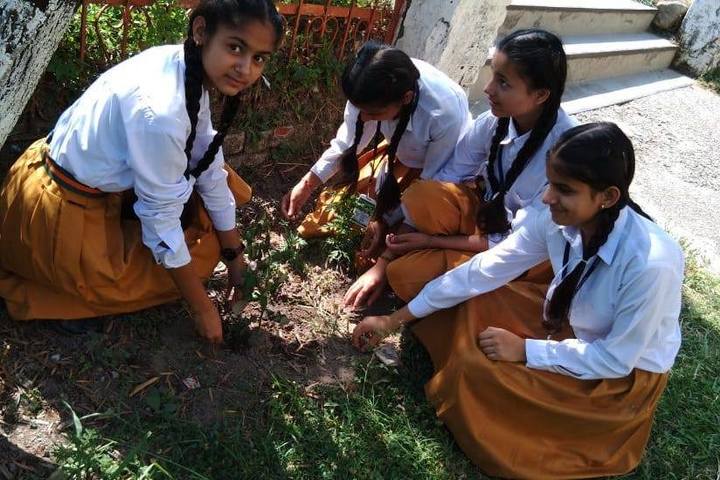 Maharshi Vidya Mandir- Plantation